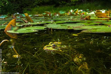 Pool frog photo shooting | NATURE IMAGES BY ARTHUR TIUTENKO