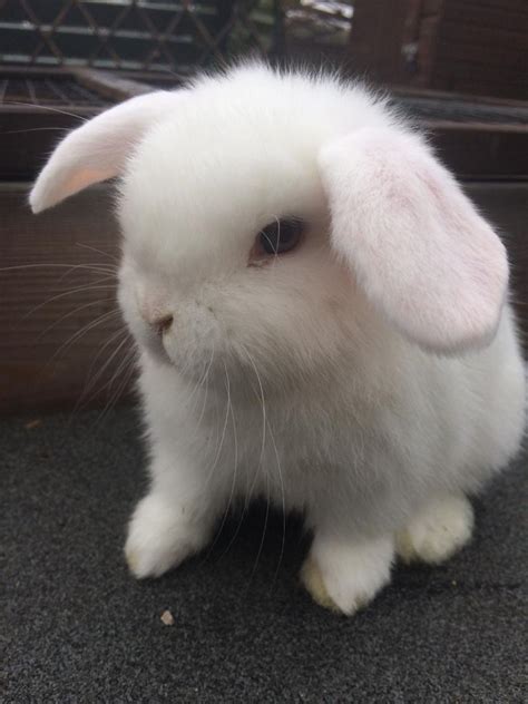 Baby Mini Lop Eared Rabbits For Sale - Ready Now - £40 each | in ...