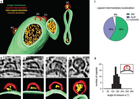 A membrane-bound capsid intermediate a 3D segmentation of a tomogram ...