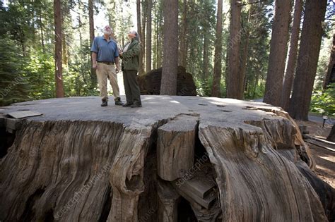 Giant sequoia tree stump - Stock Image - C015/5407 - Science Photo Library