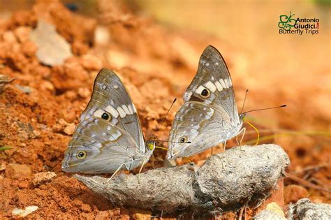 Chitoria naga - Thai Butterfly Trips