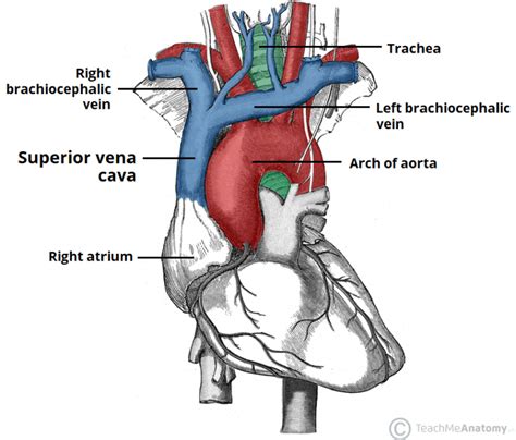 The Superior Vena Cava - TeachMeAnatomy