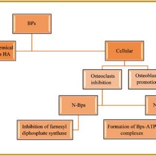 Mechanism of action of bisphosphonates. | Download Scientific Diagram