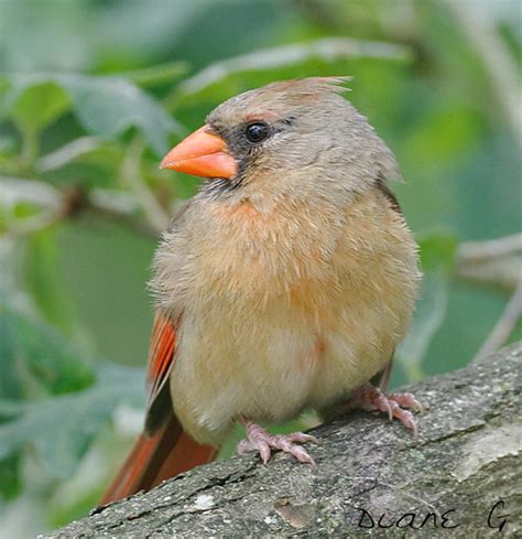 Juvenile Female Cardinal | I would like to thank everyone wh… | Flickr