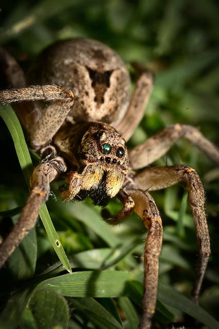 7 legged pregnant Wolf Spider | Flickr - Photo Sharing!