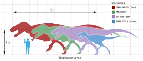 Allosaurus Size Comparison To T Rex