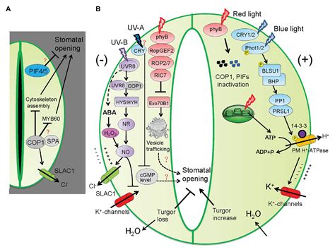 Frontiers | Light-Mediated Signaling and Metabolic Changes Coordinate ...