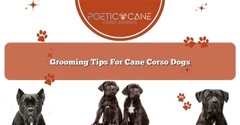 Grooming Tips For Cane Corso Dogs - Poetic Cane Corso Breeders