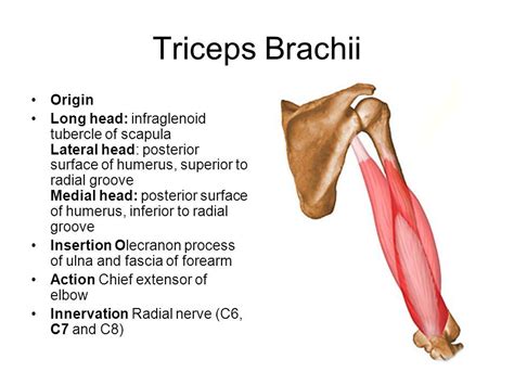 triceps brachii origin and insertion - Google Search | Human muscle anatomy, Human anatomy and ...