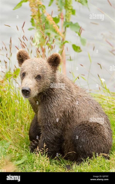 A Kodiak Brown Bear cub on Kodiak National Wildlife Refuge in Kodiak ...