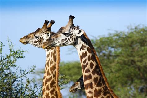 How the Giraffe Got Its Iconic Neck | Giraffe, Giraffe neck, Animal articles