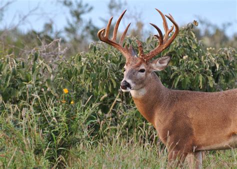 South Texas Whitetail Deer Hunting Packages and Trophy Buck Pricelist