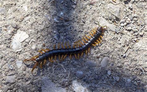 Millipede vs Centipede - Which Is More Dangerous? | Northwest Exterminating