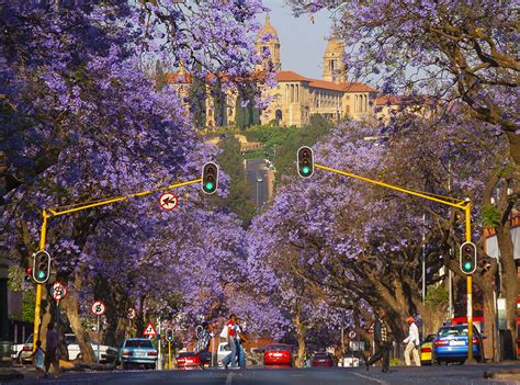 Where to see Pretoria's jacaranda spring