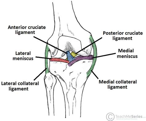 Ligaments The major ligaments in the knee joint are: Patellar ligament – a continuation of the ...