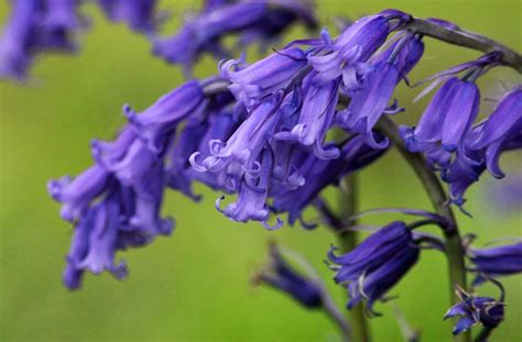 Let's Enjoy The Beauty: Blue Bells Flower ( One of the world's most ...