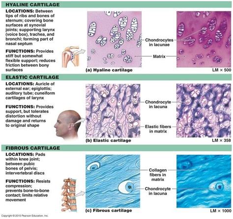 connective tissue - Google Search | Anatomy and physiology textbook, Medical anatomy, Hyaline ...