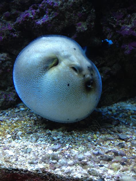 Dog Face Puffer....puffing | Underwater life, Dog face, Puffer fish