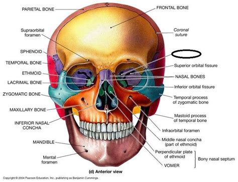 Facial Bones Diagram | Quizlet