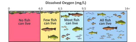 Why Is Dissolved Oxygen Important? | Atlas Scientific