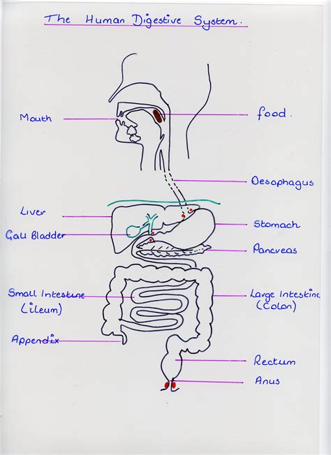 Food and Digestion | Clounagh Science's Blog