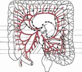 The structure of the alimentary canal - Clinical Features