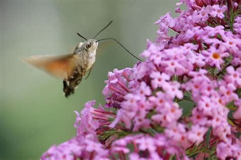 7 Interesting Facts About the Hummingbird Moth - Brightly