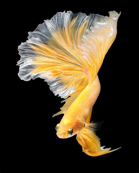 Pin on Cá betta | Beautiful tropical fish, Colorful fish, Pretty fish