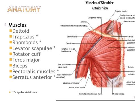 deltoid, trapezius, rhomboids, levator scapulae, rotator cuff, teres major, biceps, pectoralis ...