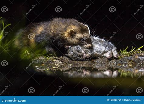 European Polecat with Rabbit Prey Stock Image - Image of mustelid, netherlands: 159889751