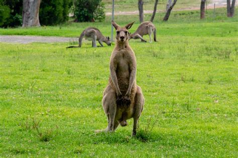 Kangaroo Desk Stand