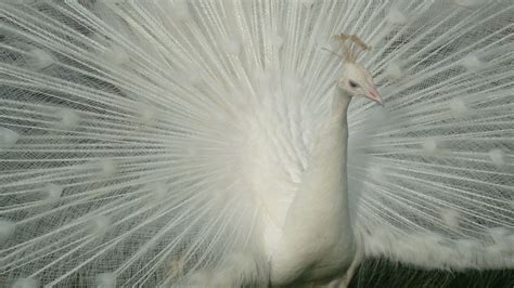 Peafowl Breeds - Peacocks UK