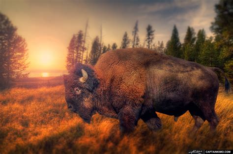 Bison from Yellowstone National Park Roaming the Wilderness | HDR ...