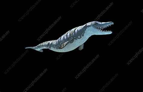 Dorudon prehistoric whale ancestor, illustration - Stock Image - C046 ...