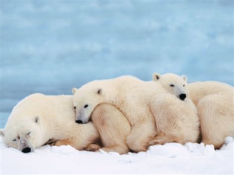 I am for Mother Earth: Save the Polar bears!!!!