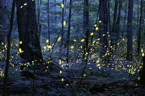 Fireflies Put on a Brilliant Show in Allegheny National Forest – The Allegheny Front