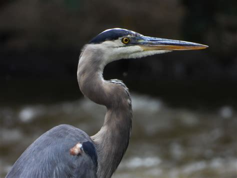 Close Up of Blue Heron image - Free stock photo - Public Domain photo ...