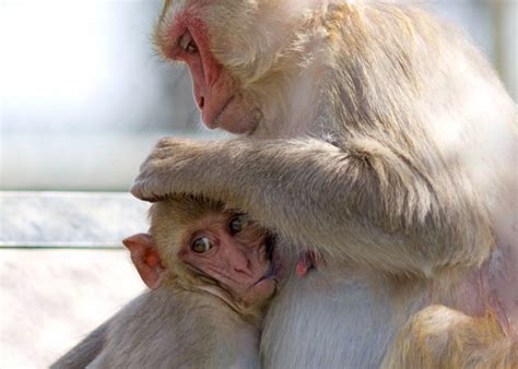 Questions for Karen Parker: Probing monkey social behavior | Spectrum | Autism Research News