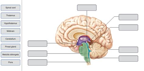 Diencephalon and brain stem structures in medial section Diagram | Quizlet