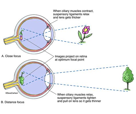 Eye Lens Focusing | Carlson Stock Art