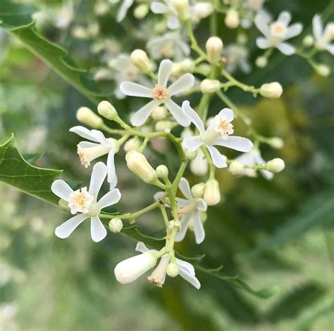 Neem Tree Flower