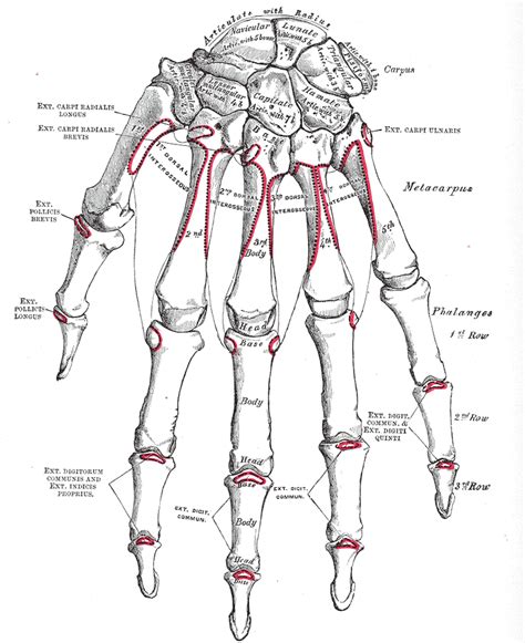 anatomy of left hand and wrist - ModernHeal.com