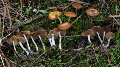 Psilocybe cyanescens: The Ultimate Mushroom Guide