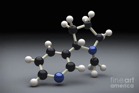 Nicotine Molecular Structure Model Photograph by Science Picture Co ...