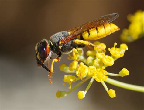 File:Wasp August 2007-12.jpg - Wikipedia, the free encyclopedia