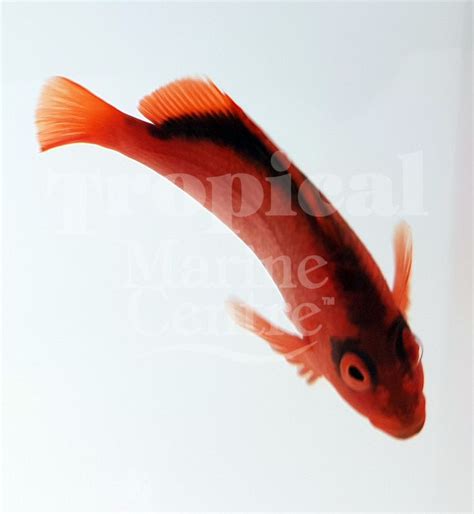 Scarlet Hawk - (Neocirrhitus armatus) The Scarlet Hawk fish is an very ...