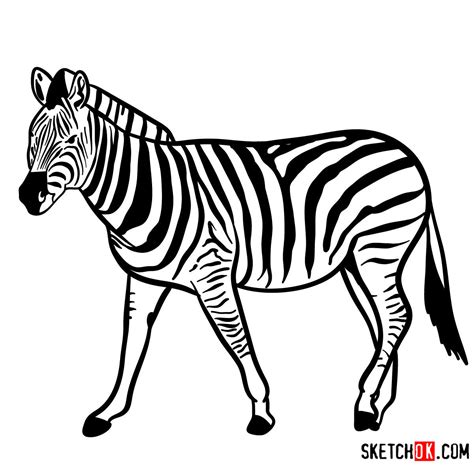 How to draw a Zebra | Wild Animals - Sketchok easy drawing guides