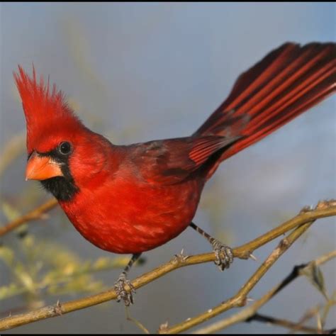 Stream Northern Cardinal Song, Arizona by Science at AMNH | Listen ...