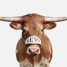 48 Bevo XV ideas | bevo, texas longhorns, longhorn