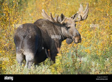 European elk / Moose (Alces alces) male, Sarek National Park, Laponia World Heritage Site ...